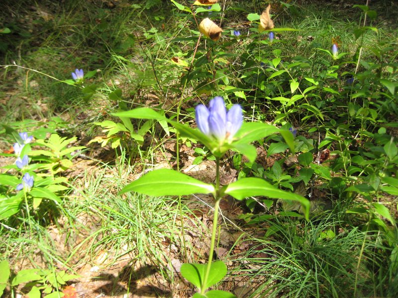 MtBayle (5).JPG - Near the gate were some interesting blue flower buds. Danielle couldn't identify them.